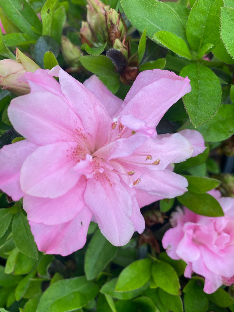 - Azalea 'Hallie’ Double Pink Flowering Aromi Azalea - Mr Maple │ Buy Japanese Maple Trees