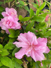 - Azalea 'Hallie’ Double Pink Flowering Aromi Azalea - Mr Maple │ Buy Japanese Maple Trees