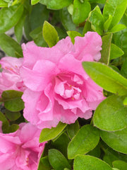 - Azalea 'Hallie’ Double Pink Flowering Aromi Azalea - Mr Maple │ Buy Japanese Maple Trees