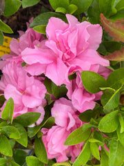 - Azalea 'Hallie’ Double Pink Flowering Aromi Azalea - Mr Maple │ Buy Japanese Maple Trees