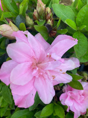 - Azalea 'Hallie’ Double Pink Flowering Aromi Azalea - Mr Maple │ Buy Japanese Maple Trees