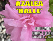 - Azalea 'Hallie’ Double Pink Flowering Aromi Azalea - Mr Maple │ Buy Japanese Maple Trees