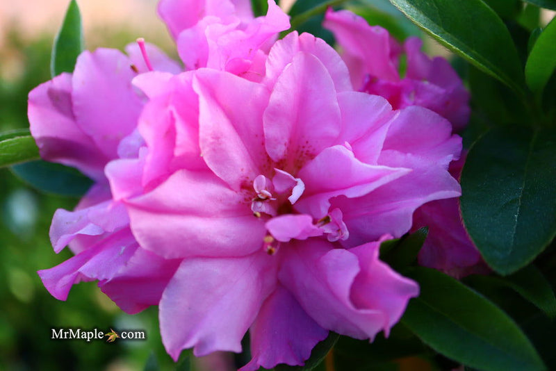 - Azalea 'Hallie’ Double Pink Flowering Aromi Azalea - Mr Maple │ Buy Japanese Maple Trees