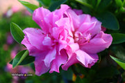 - Azalea 'Hallie’ Double Pink Flowering Aromi Azalea - Mr Maple │ Buy Japanese Maple Trees
