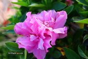 - Azalea 'Hallie’ Double Pink Flowering Aromi Azalea - Mr Maple │ Buy Japanese Maple Trees