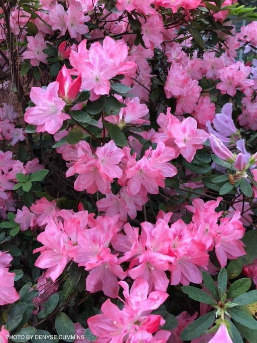 - Azalea 'Hampton Beauty’ Pink Flowering Pericat Azalea - Mr Maple │ Buy Japanese Maple Trees