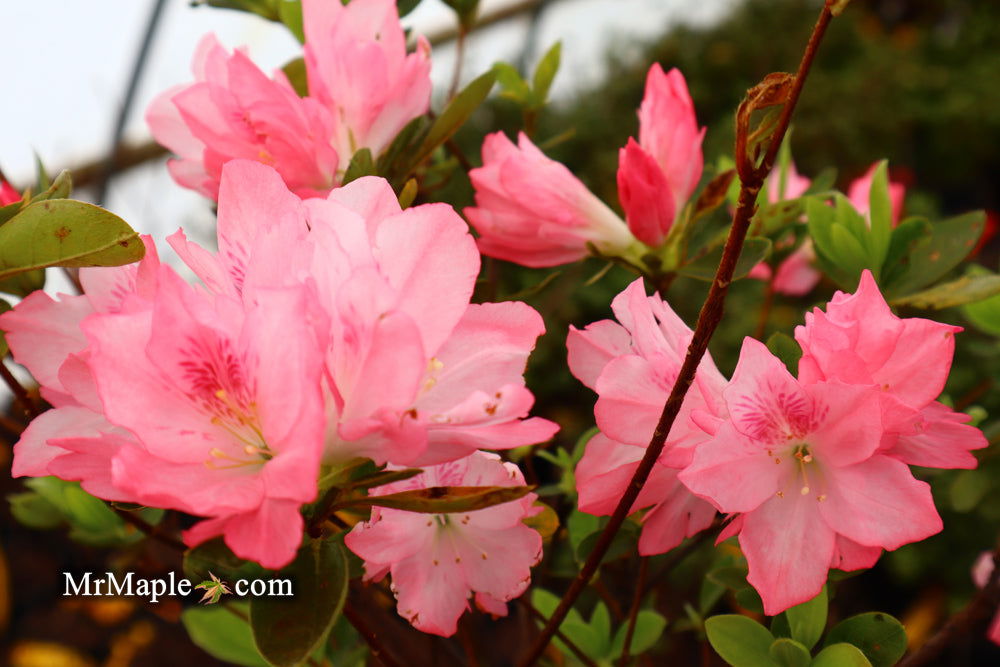 Buy Azalea 'Hampton Beauty' Pink Flowering Pericat Azalea — Mr