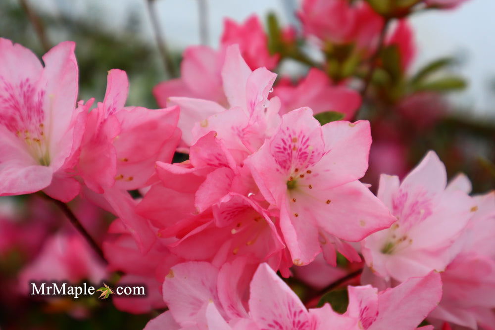 Buy Azalea 'Hampton Beauty' Pink Flowering Pericat Azalea — Mr