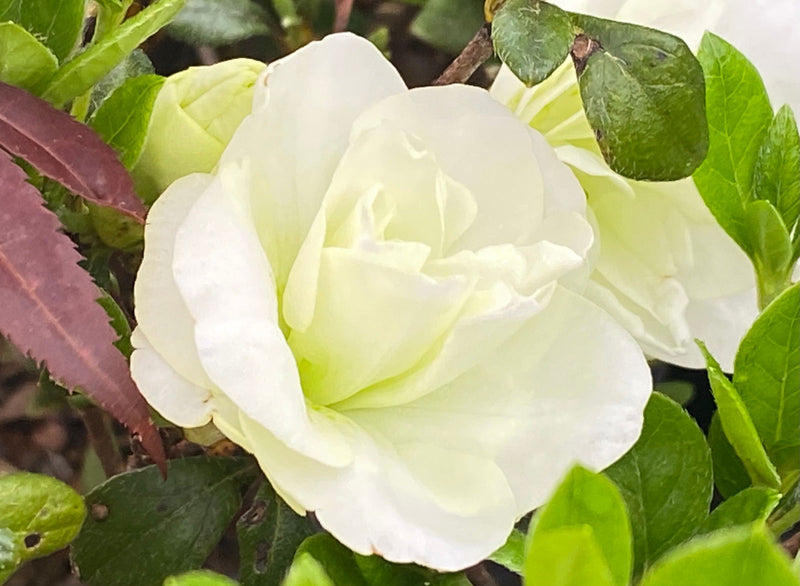 - Azalea 'Hardy Gardenia’ Double White Flowering Azalea - Mr Maple │ Buy Japanese Maple Trees