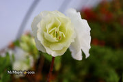 - Azalea 'Hardy Gardenia’ Double White Flowering Azalea - Mr Maple │ Buy Japanese Maple Trees