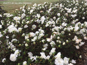 - Azalea 'Hardy Gardenia’ Double White Flowering Azalea - Mr Maple │ Buy Japanese Maple Trees