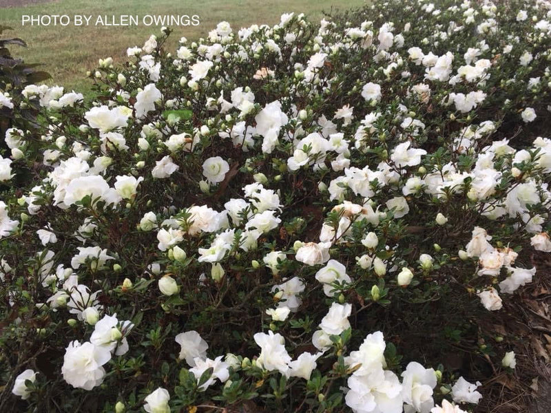 - Azalea 'Hardy Gardenia’ Double White Flowering Azalea - Mr Maple │ Buy Japanese Maple Trees