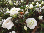 - Azalea 'Hardy Gardenia’ Double White Flowering Azalea - Mr Maple │ Buy Japanese Maple Trees