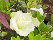 - Azalea 'Hardy Gardenia’ Double White Flowering Azalea - Mr Maple │ Buy Japanese Maple Trees