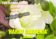 - Azalea 'Hardy Gardenia’ Double White Flowering Azalea - Mr Maple │ Buy Japanese Maple Trees