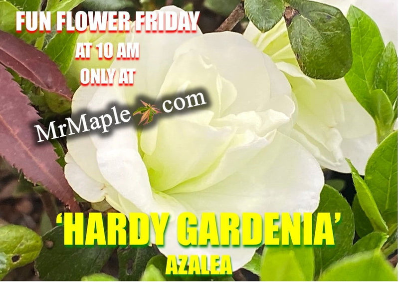 - Azalea 'Hardy Gardenia’ Double White Flowering Azalea - Mr Maple │ Buy Japanese Maple Trees