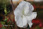 - Azalea 'Hardy Gardenia’ Double White Flowering Azalea - Mr Maple │ Buy Japanese Maple Trees