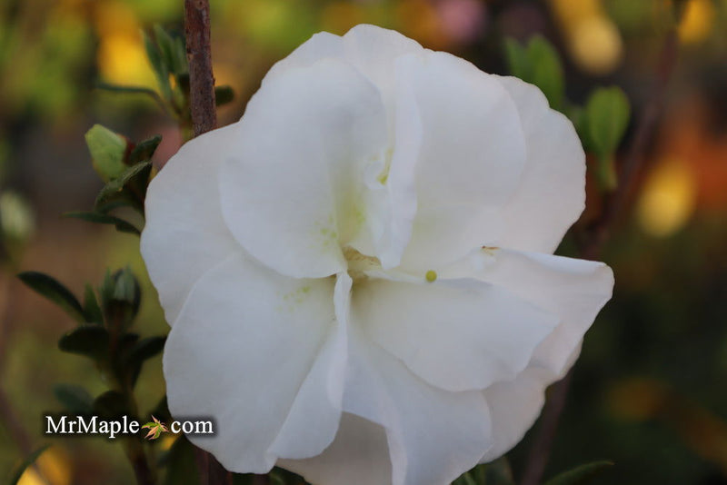 - Azalea 'Hardy Gardenia’ Double White Flowering Azalea - Mr Maple │ Buy Japanese Maple Trees