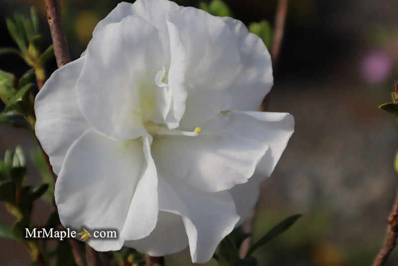 - Azalea 'Hardy Gardenia’ Double White Flowering Azalea - Mr Maple │ Buy Japanese Maple Trees