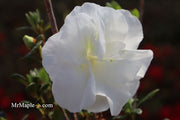 - Azalea 'Hardy Gardenia’ Double White Flowering Azalea - Mr Maple │ Buy Japanese Maple Trees