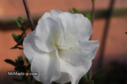- Azalea 'Hardy Gardenia’ Double White Flowering Azalea - Mr Maple │ Buy Japanese Maple Trees