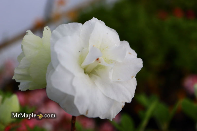 - Azalea 'Hardy Gardenia’ Double White Flowering Azalea - Mr Maple │ Buy Japanese Maple Trees