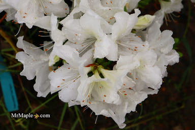 - Azalea 'Helen Close’ Evergreen White Azalea - Mr Maple │ Buy Japanese Maple Trees