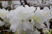 - Azalea 'Helen Close’ Evergreen White Azalea - Mr Maple │ Buy Japanese Maple Trees