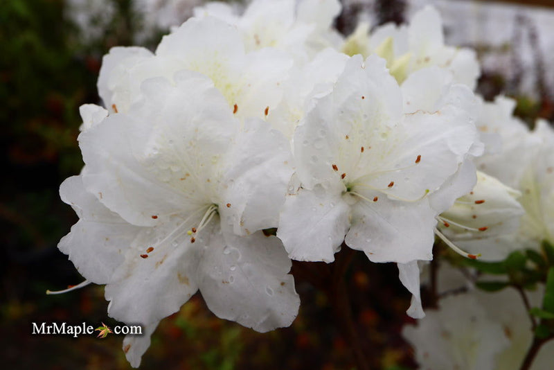 - Azalea 'Helen Close’ Evergreen White Azalea - Mr Maple │ Buy Japanese Maple Trees