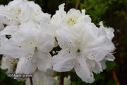 - Azalea 'Helen Close’ Evergreen White Azalea - Mr Maple │ Buy Japanese Maple Trees