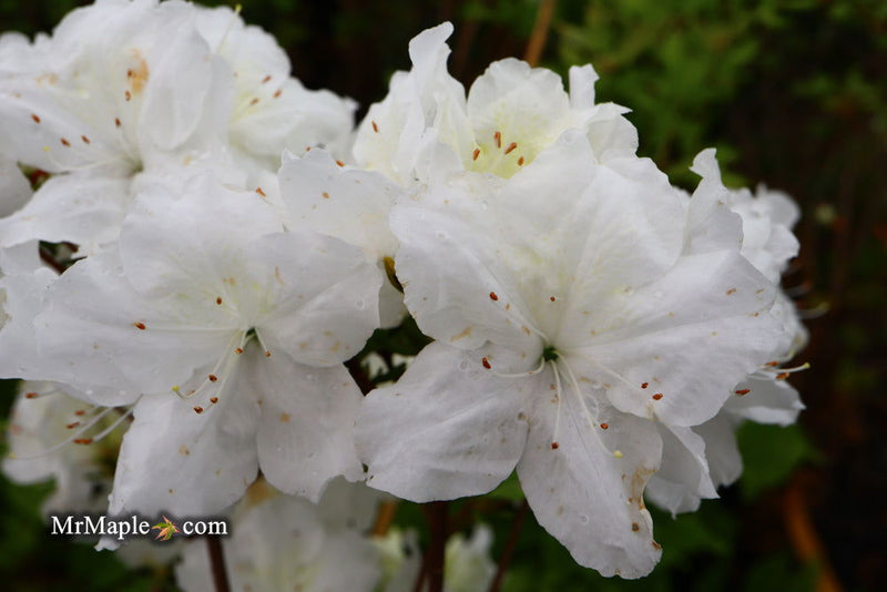 - Azalea 'Helen Close’ Evergreen White Azalea - Mr Maple │ Buy Japanese Maple Trees