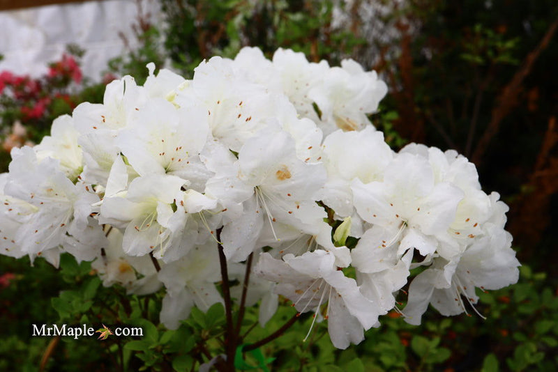 - Azalea 'Helen Close’ Evergreen White Azalea - Mr Maple │ Buy Japanese Maple Trees