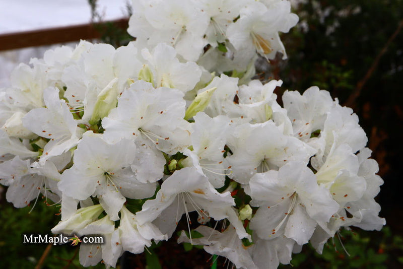 - Azalea 'Helen Close’ Evergreen White Azalea - Mr Maple │ Buy Japanese Maple Trees