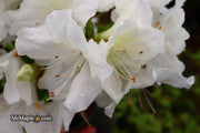 - Azalea 'Helen Close’ Evergreen White Azalea - Mr Maple │ Buy Japanese Maple Trees