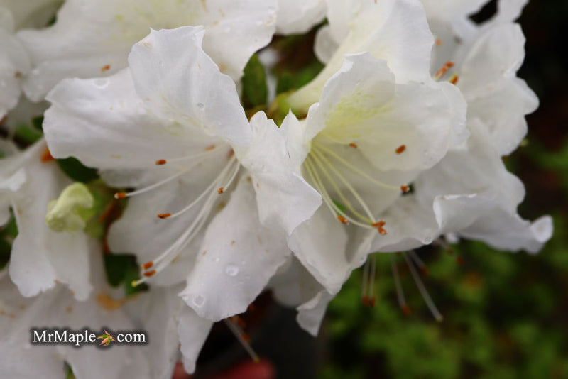 - Azalea 'Helen Close’ Evergreen White Azalea - Mr Maple │ Buy Japanese Maple Trees