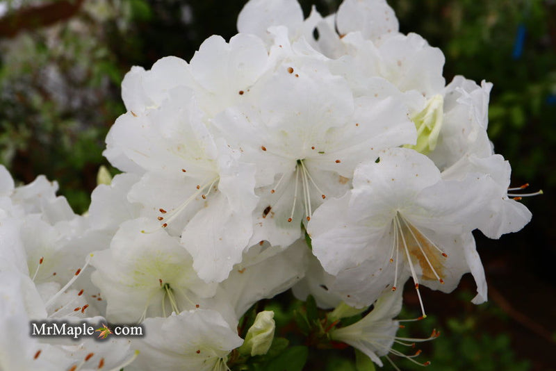 - Azalea 'Helen Close’ Evergreen White Azalea - Mr Maple │ Buy Japanese Maple Trees