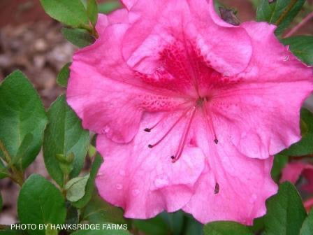 - Azalea 'Higasa’ Pink Purple Satsuki Azalea - Mr Maple │ Buy Japanese Maple Trees