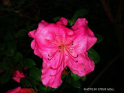 - Azalea 'Higasa’ Pink Purple Satsuki Azalea - Mr Maple │ Buy Japanese Maple Trees