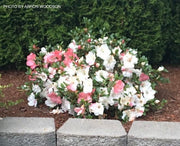 - Azalea 'Hilda Niblett’ Variegated Robin Hill Azalea - Mr Maple │ Buy Japanese Maple Trees