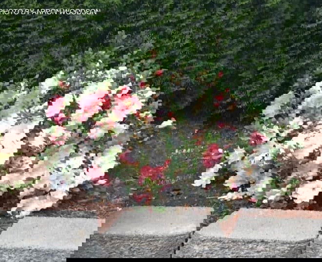 - Azalea 'Hilda Niblett’ Variegated Robin Hill Azalea - Mr Maple │ Buy Japanese Maple Trees