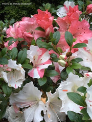 - Azalea 'Hilda Niblett’ Variegated Robin Hill Azalea - Mr Maple │ Buy Japanese Maple Trees