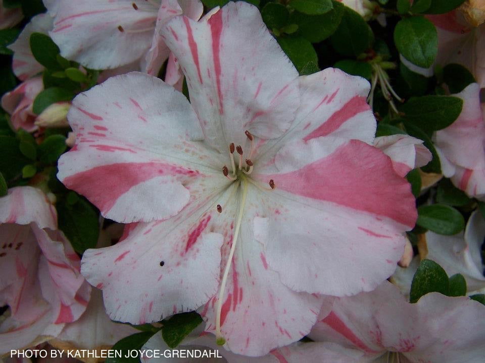 Buy Azalea 'Hilda Niblett' Variegated Robin Hill Azalea — Mr Maple