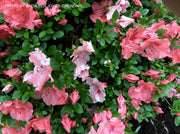 - Azalea 'Hilda Niblett’ Variegated Robin Hill Azalea - Mr Maple │ Buy Japanese Maple Trees