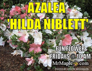 - Azalea 'Hilda Niblett’ Variegated Robin Hill Azalea - Mr Maple │ Buy Japanese Maple Trees