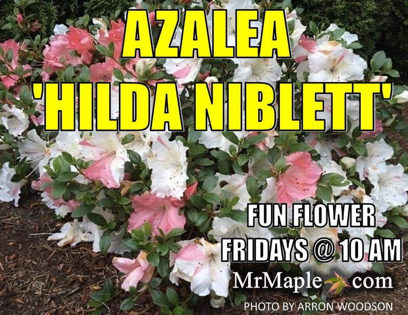 - Azalea 'Hilda Niblett’ Variegated Robin Hill Azalea - Mr Maple │ Buy Japanese Maple Trees