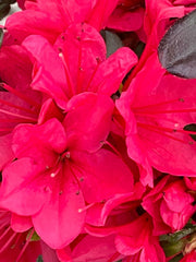 - Azalea 'Hino Crimson’ Red Flowering Kurume Azalea - Mr Maple │ Buy Japanese Maple Trees