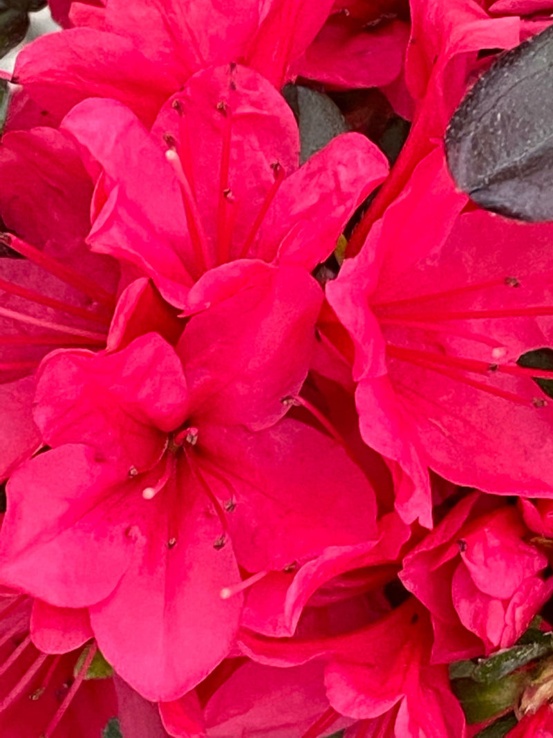 - Azalea 'Hino Crimson’ Red Flowering Kurume Azalea - Mr Maple │ Buy Japanese Maple Trees