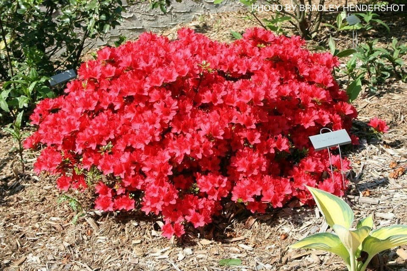 - Azalea 'Hino Crimson’ Red Flowering Kurume Azalea - Mr Maple │ Buy Japanese Maple Trees