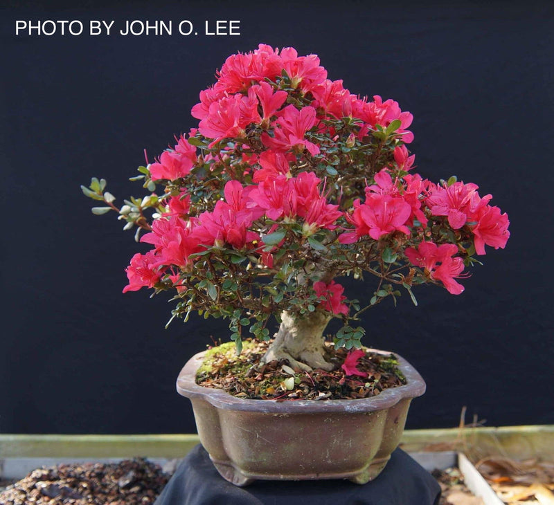- Azalea 'Hino Crimson’ Red Flowering Kurume Azalea - Mr Maple │ Buy Japanese Maple Trees