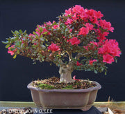 - Azalea 'Hino Crimson’ Red Flowering Kurume Azalea - Mr Maple │ Buy Japanese Maple Trees